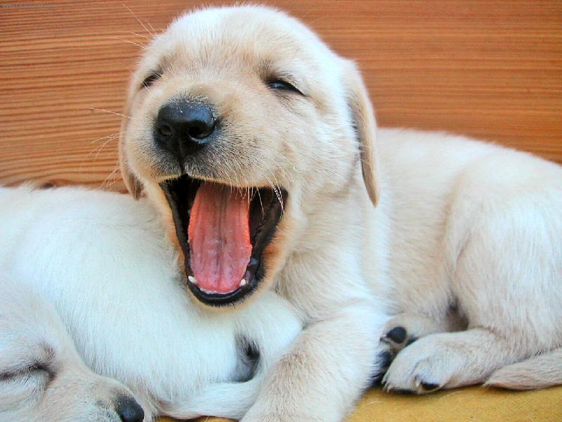 Foto: Unaven� �um��ky-..prosim neru�it!