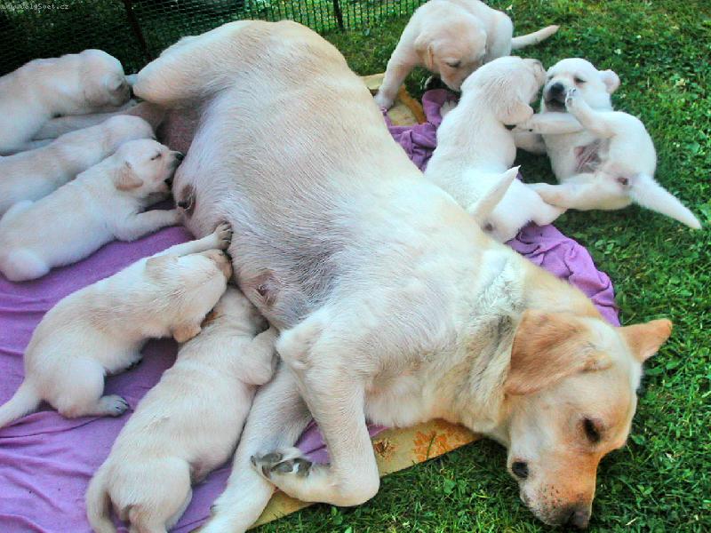 Foto: Nej��asn�j�� denn� doba-...�as pap�n� a hr�tek...