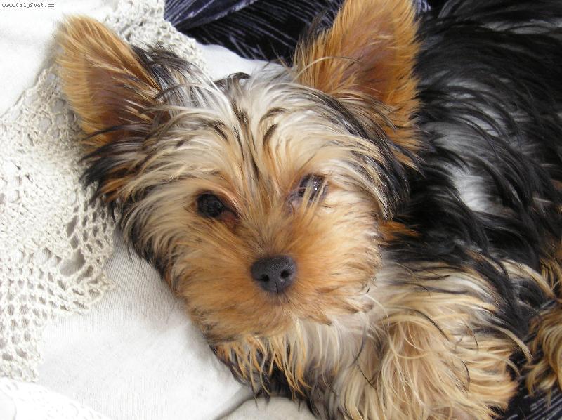 Foto: Max�k-kukadla jak zrcadla