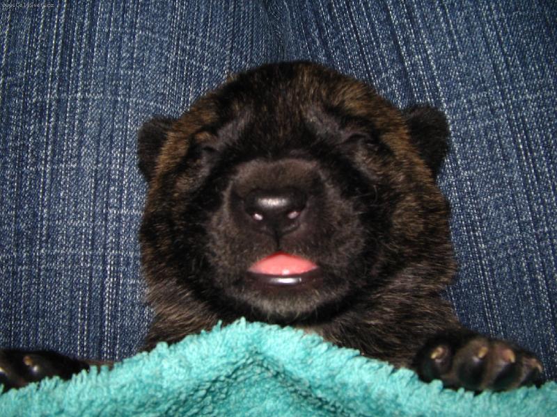 Foto: P���t...sp�m...-deset dn� star� �t���tko Hol.ov��ka