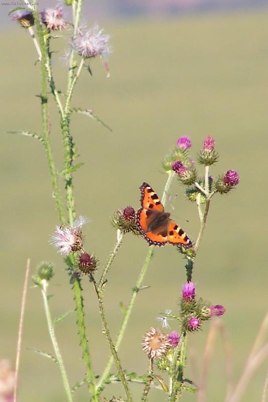 Foto: 1.podzimn� den-mot�lek na bodl�ku