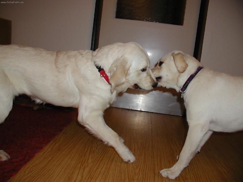 Foto: Megginka-... s kamar�dkou Ferginkou