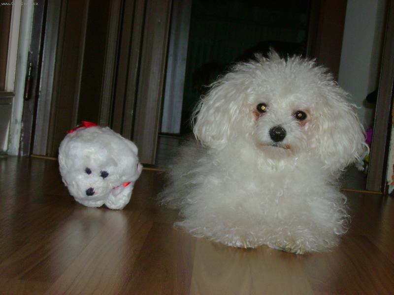 Foto: um�l� a �iv�