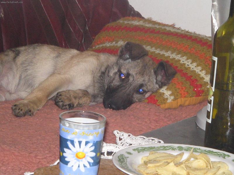 Foto: copak je to na tom stolku...???-Carmen