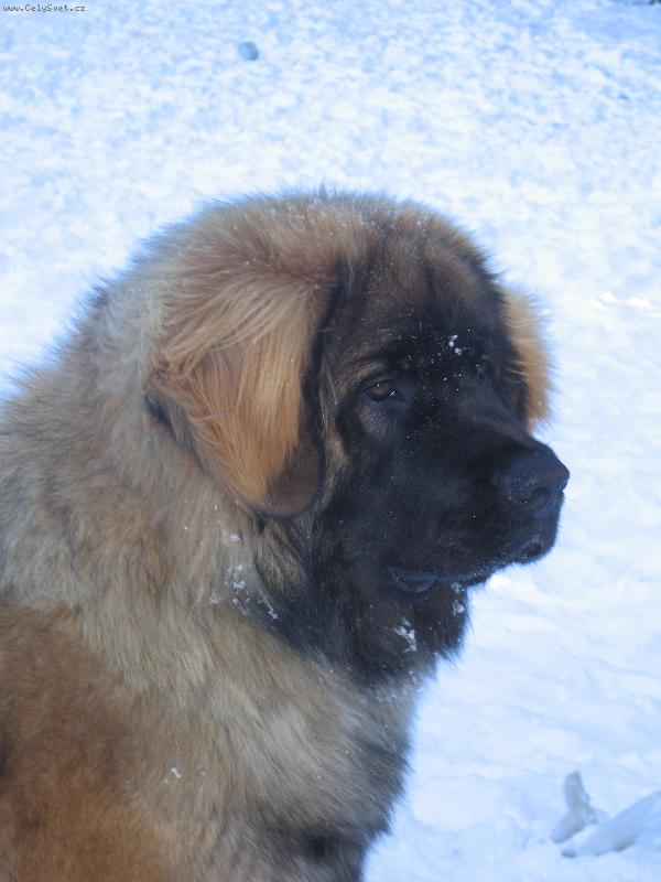 Foto: Artu� Quin. Galaxy Oss-Artu� allias Buffonek