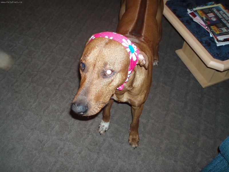 Foto: Mazl�k a� po u�i-Prost� m�j mil��ek