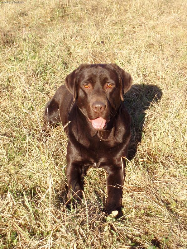 Foto: Buddy-Ve st�ehu....