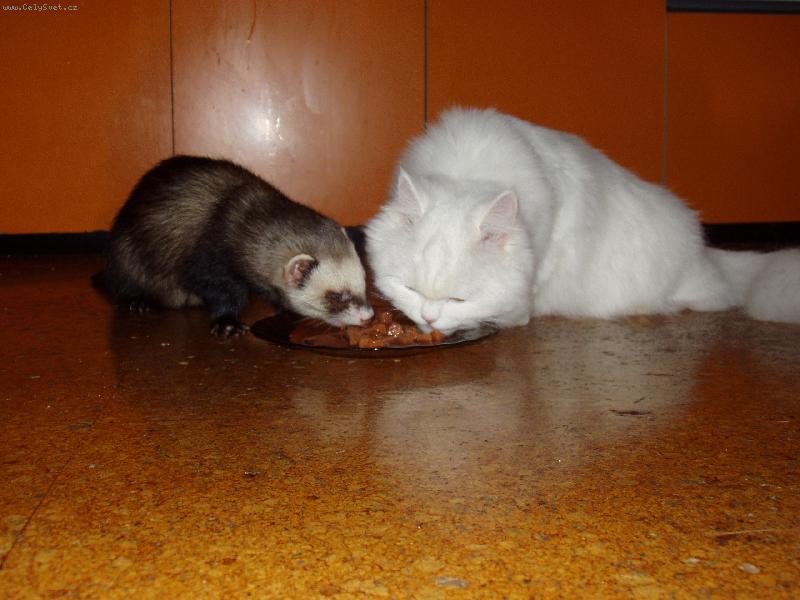 Foto: Spole�n� ve�e�e.-Fre��k Dav�dek a Ko�i�ka Eli�ka u jednoho tal��e.