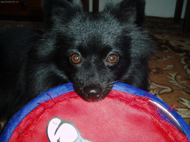 Foto: zlat��ko Fany a jej� nejmilej�� aportek