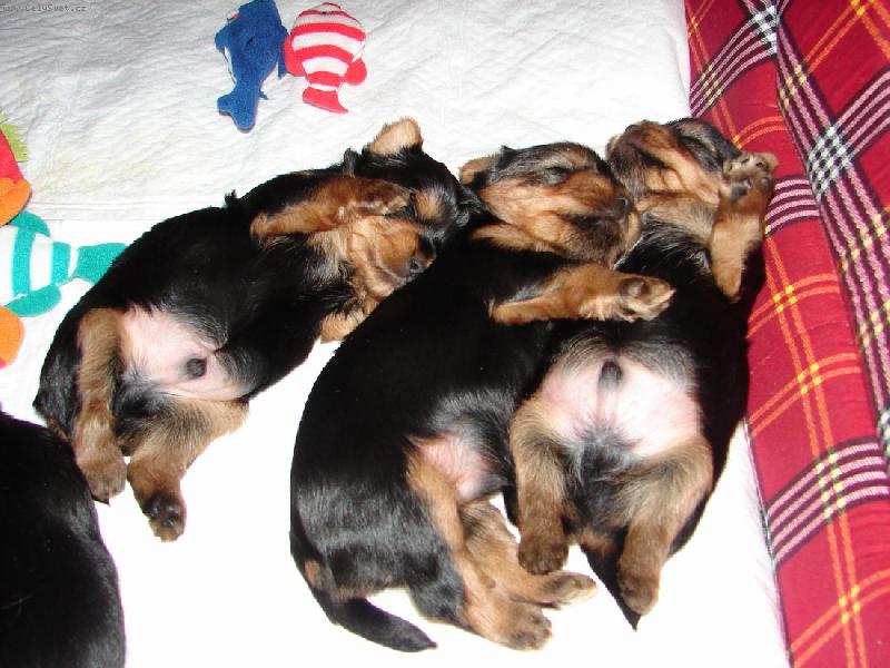 Foto: Kr�sn� sny ...