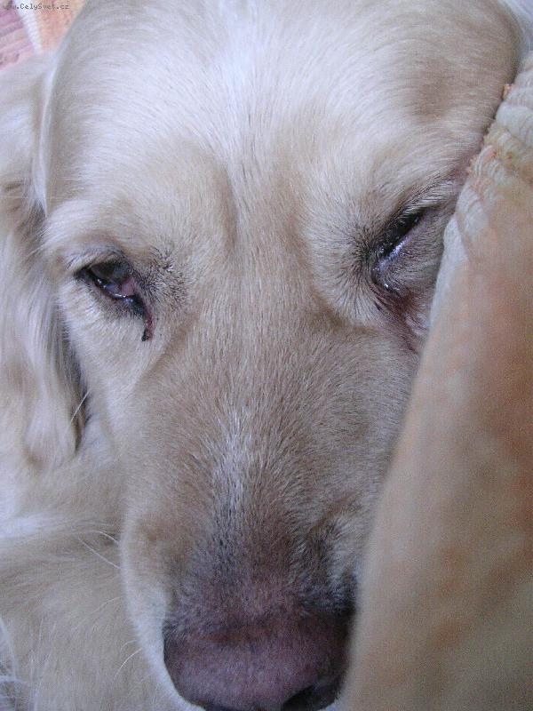 Foto: Kesinka-m�j "mil�ek"