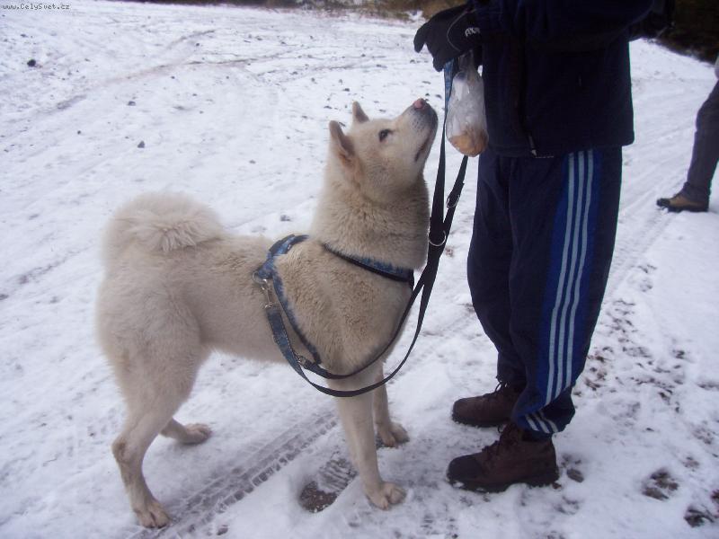 Foto: na�e Zira na �pi��ku-Zirunka m� hlad