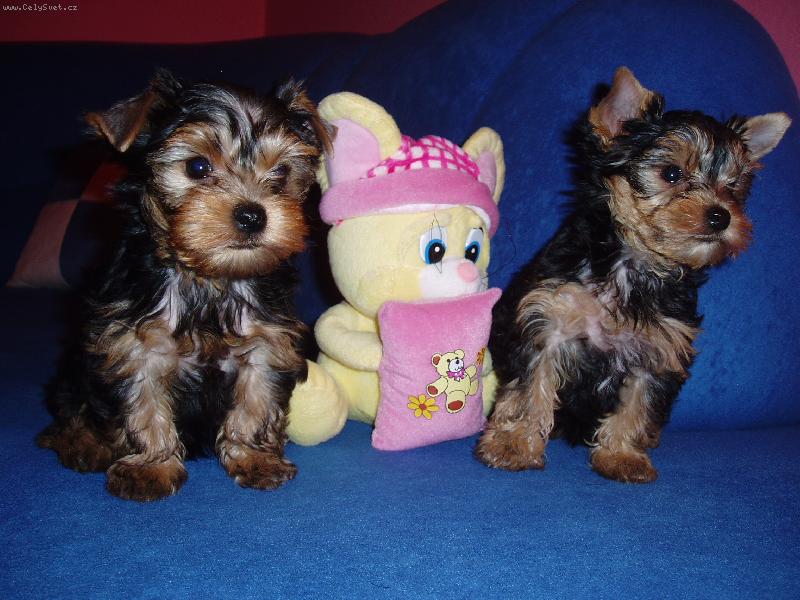 Foto: to jsou krasna �t���tka �e jo!!-2 krasni pejskove a mezi nimi je hra�ka