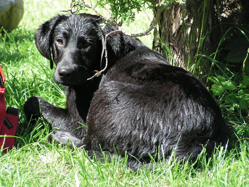 Foto: Odpo�inek po koupeli v �ece-Tuto fotku jsem vyfotila, kdy� bylo na�i Baru�ce asi 6 m�s�c�. Bar�a miluje vodu a takhle v�dy odpo��v� po po��dn� koupeli