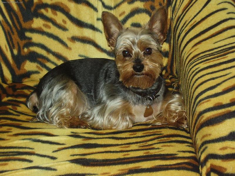 Foto: Charlie-mal� �elmi�ka bez pruh�