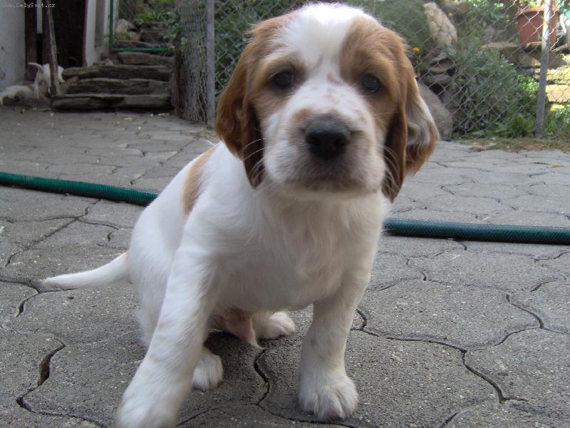 Foto: Vy jste m�j nov� p�n��ek?-�t�n� na dvo�e kouk� na nov� p�n��ky