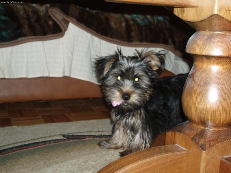 Foto: nas cleo-cleo ma najradsej veci ktore nesmie :)