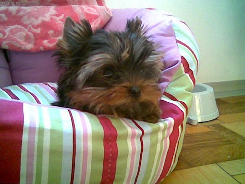 Foto: N� nov� p��r�stek