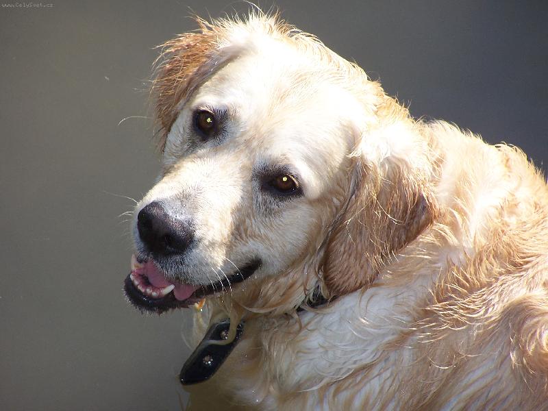 Foto: ��astn� Brun�k-n� Brno rochn�c� se ve vod�