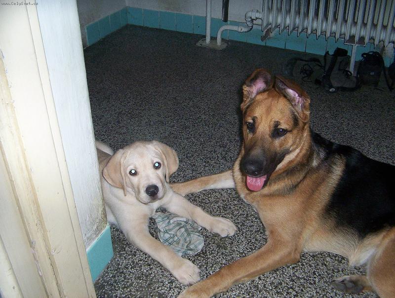 Foto: Max�k-m�j velk� kamar�d n�meck� ov��k Argo!!!