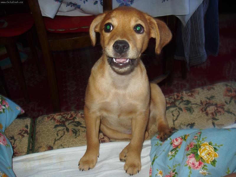 Foto: Art�ek-Po�kej, j� ti neco zazp�v�m...