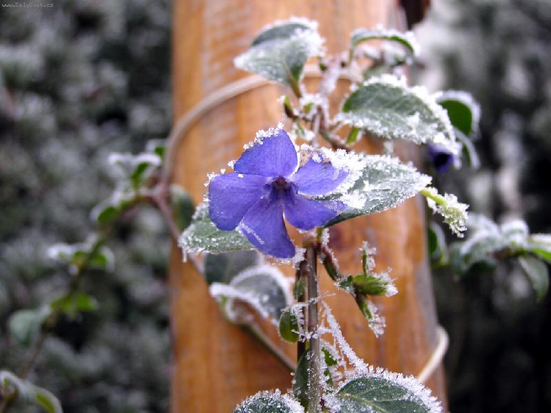 Foto: Mr�z-Kvetouc� zima