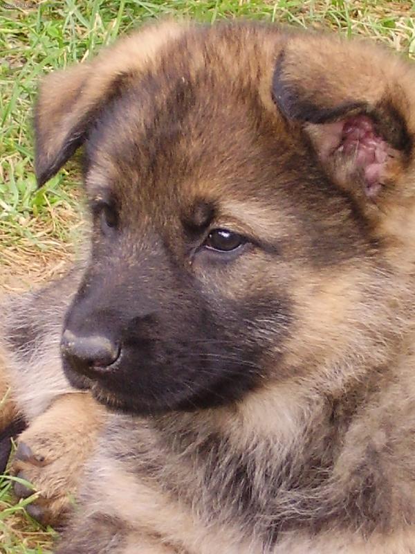 Foto: Dafn�-Moje mal� krasavice �e ji to slu�� ?? :oD