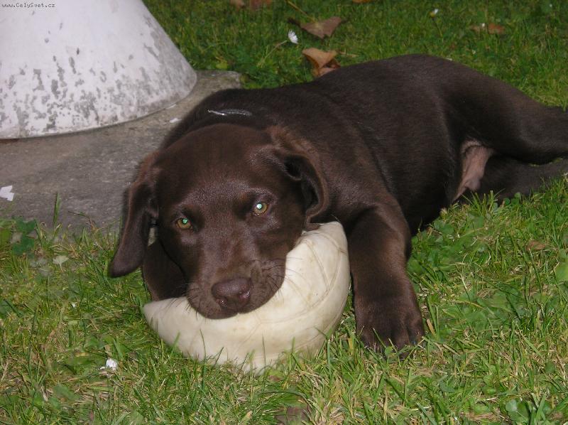 Foto: Dastu�-Zkuste mi ho vz�t!!!!