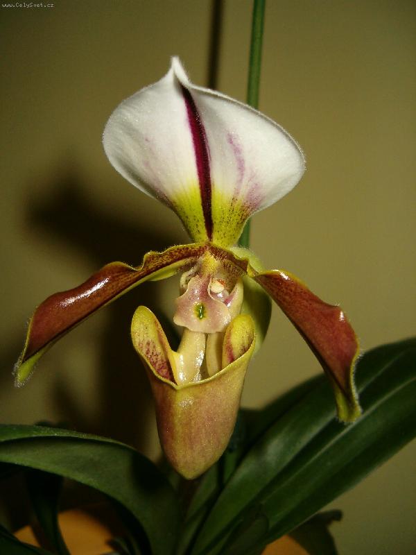 Foto: HPIM1969/orchidej-Kr�ska zvan� st�evi�n�k