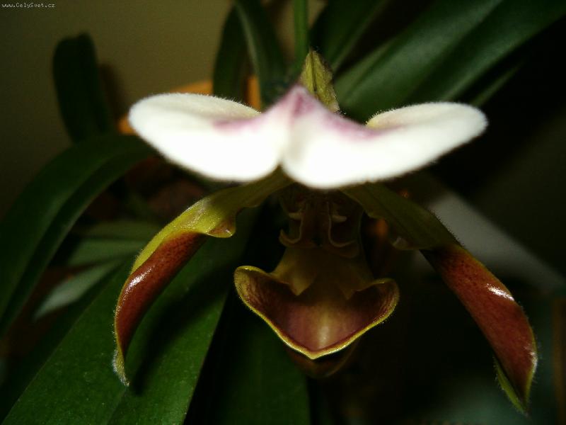 Foto: HPIM1973/orchidej-Kr�ska zvan� st�evi�n�k