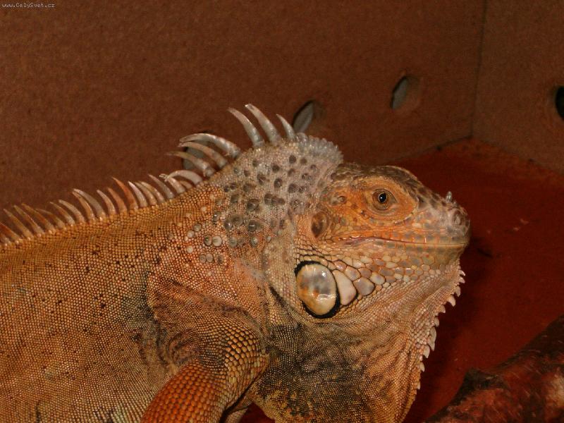 Foto: HPIM1633-legu�n Henri