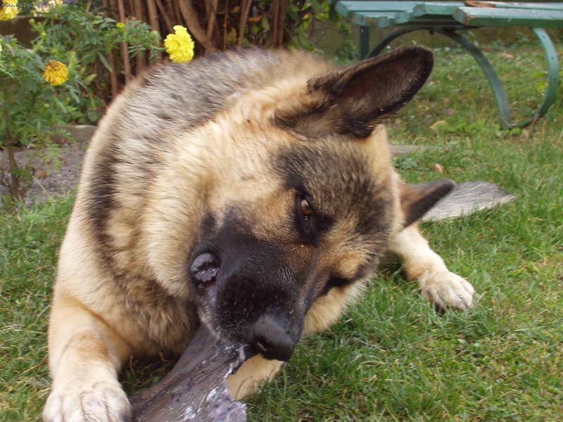 Foto: J� ti uk�i-Mal� hra pejska se svou hra�kou.