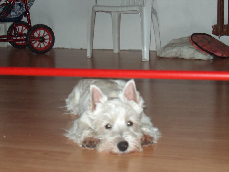 Foto: Scotty-mistr skoku-Tak te� jsem sk�kal a p��ch�z� odpo�inek a foto.Smutn� o�i a cvak.