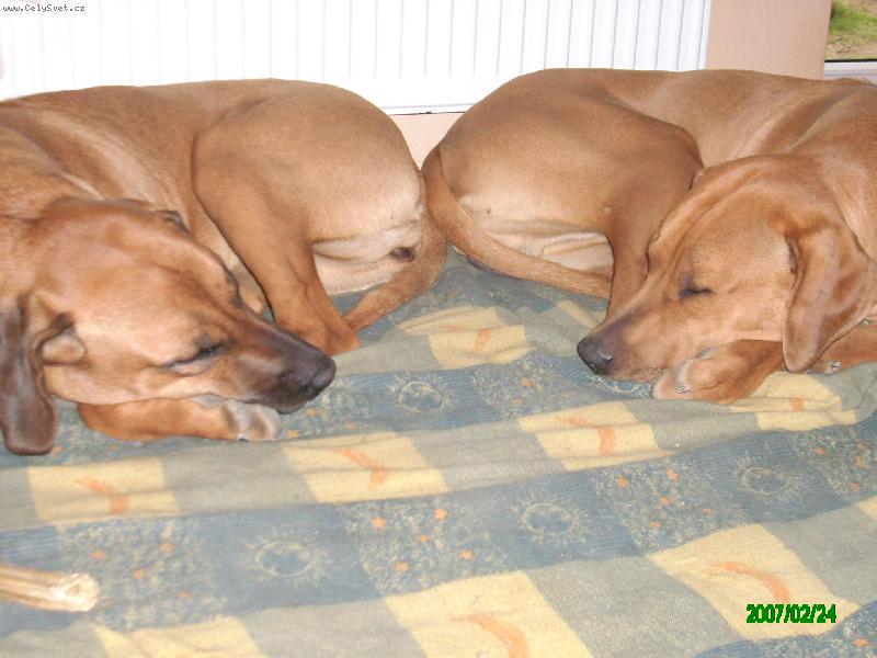 Foto: Rocky &  Meggy-P���...