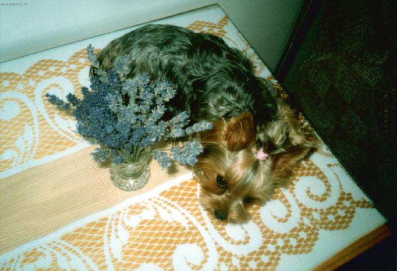 Foto: Nellynka-Odpo�inek s levadnul�