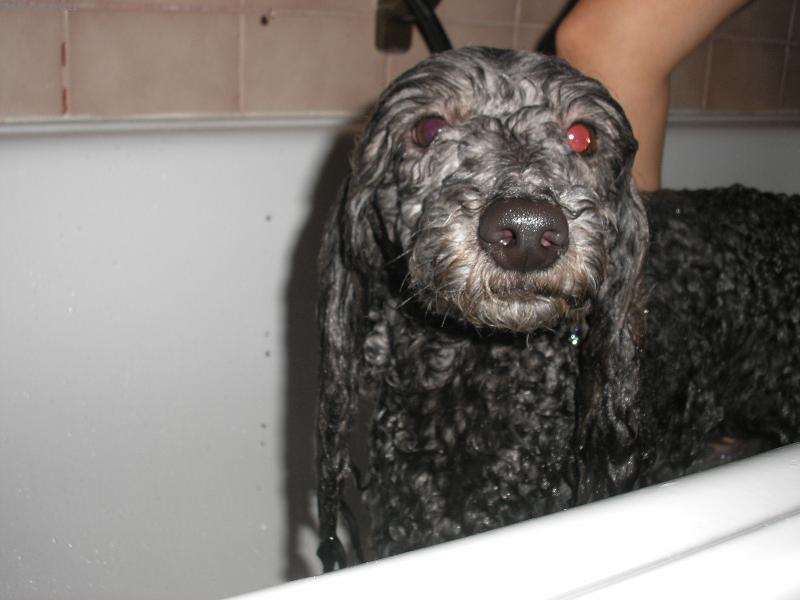 Foto: N�kdo se tu hrozn� r�d koupe-�istotn� haf�k