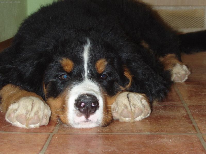 Foto: To je m�j Fabi�nek