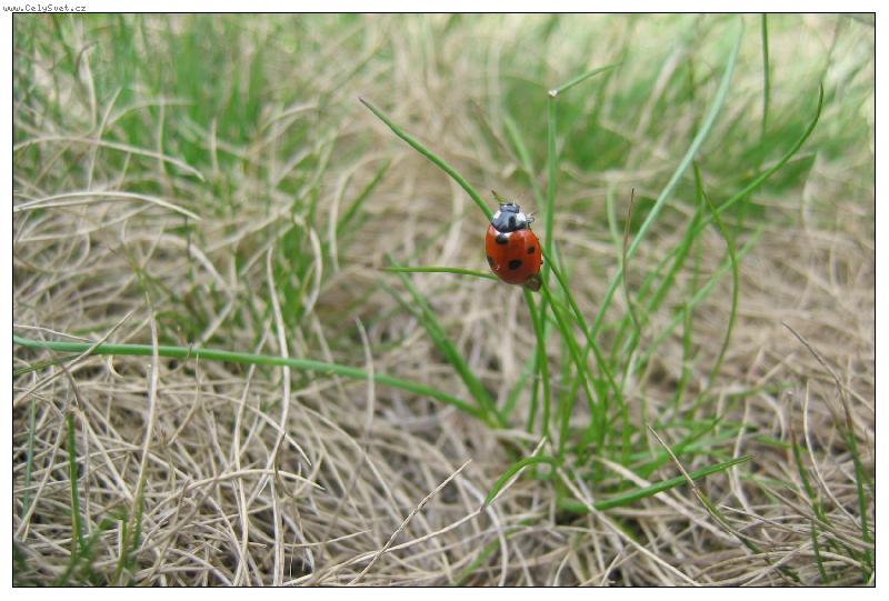 Foto: Slun��ko na Lys� ho�e