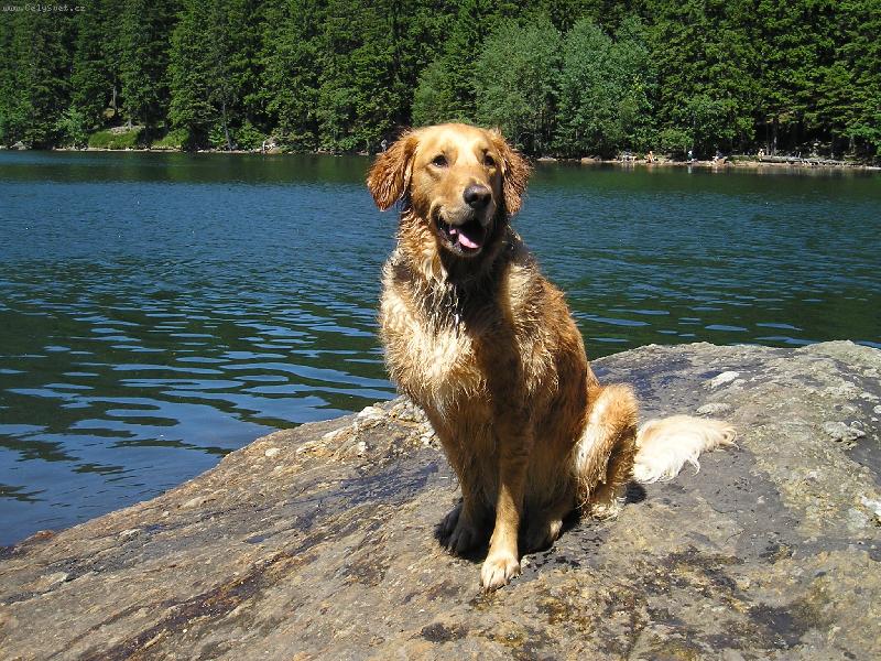 Foto: Na�e Milovan� SIndy-tak toto je na�e krasavice :)