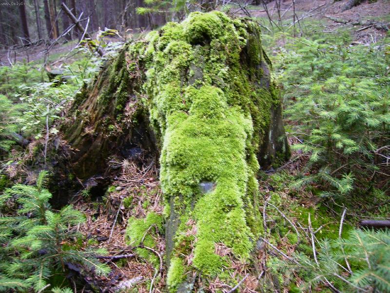 Foto: poh�dkov� pa�ez-chyb� jen K�em�lek a Vochom�rka