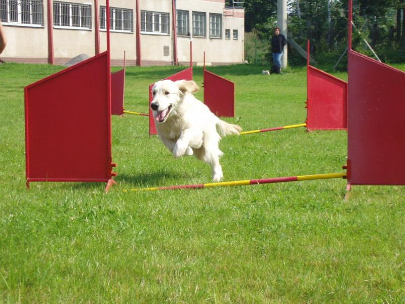 Foto: ARki-Agility