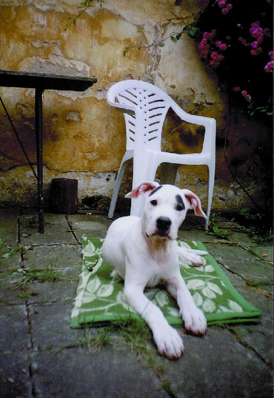 Foto: C_Atilla Barrandovsk� st��bro-Argentinsk� doga ala Saudek ...