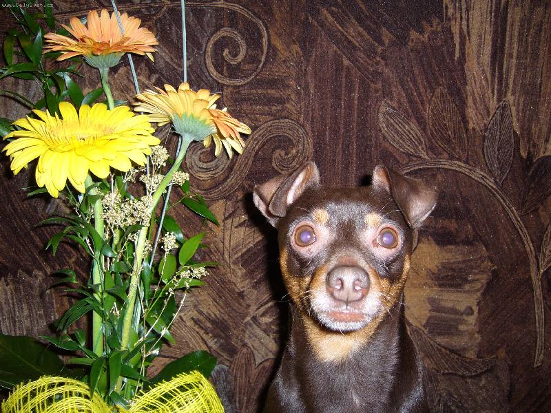 Foto: Denny-Foto jako na ob�anku