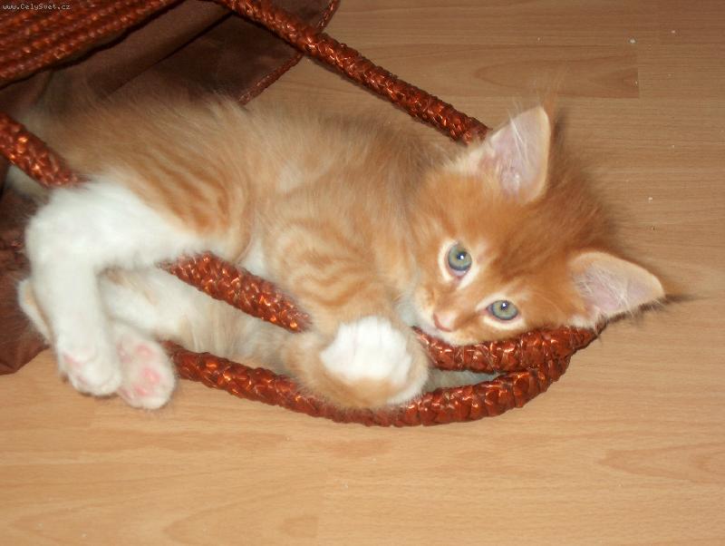 Foto: �estined�ln� kocourek