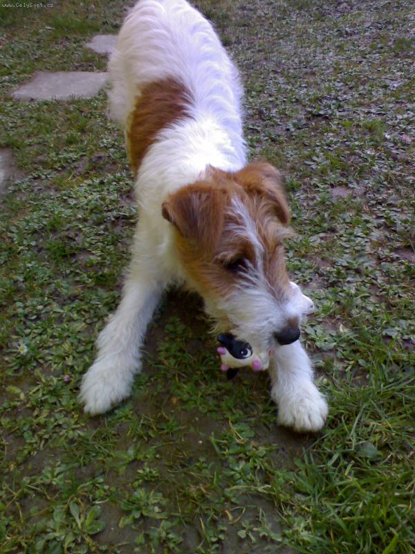 Foto: N� Rex�k-Rex si hraje na dvorku