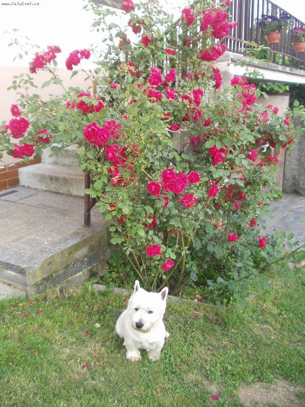 Foto: Charlie 3-�ervenec 2006