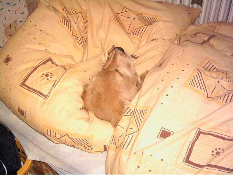 Foto: NO JO NO TO BIL SLOFIK