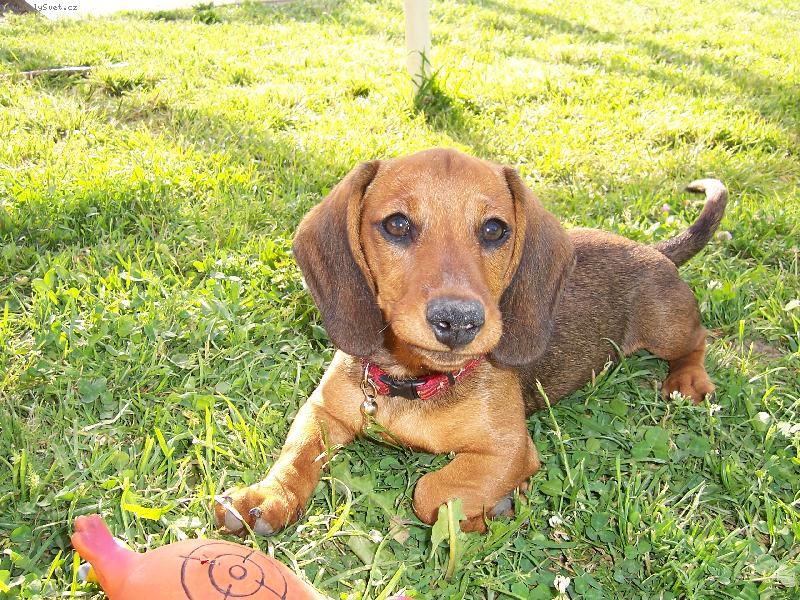 Foto: na�e �t���tko-Vikina a jej� nejobl�ben�j�� hra�ka ( u� j� nem�, rozkousala si j� )