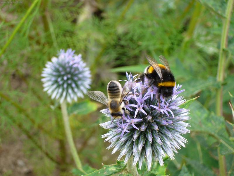 Foto: �mel�k a vosa sn�daj�-Sn�dan� v tr�v�