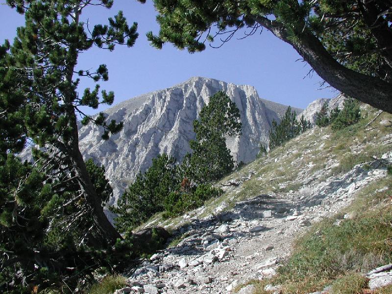 Foto: Cestou na Olymp-Posledn� stromy p�i v�stupu na nejvy��� horu �ecka Olymp.